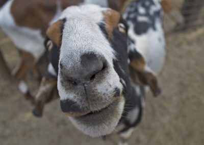 Feeding Goat animal crackers