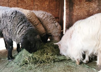 Three sheep Toto1